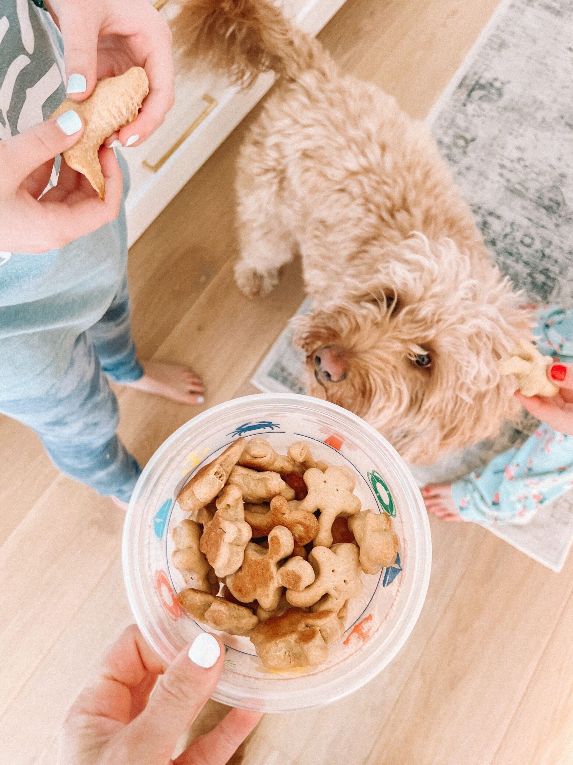 homemade dog treats recipes