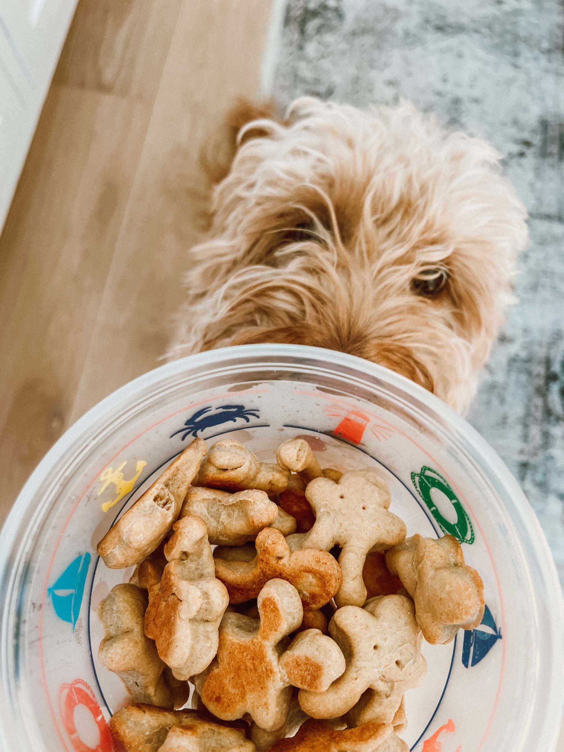 homemade dog treats with peanut butter