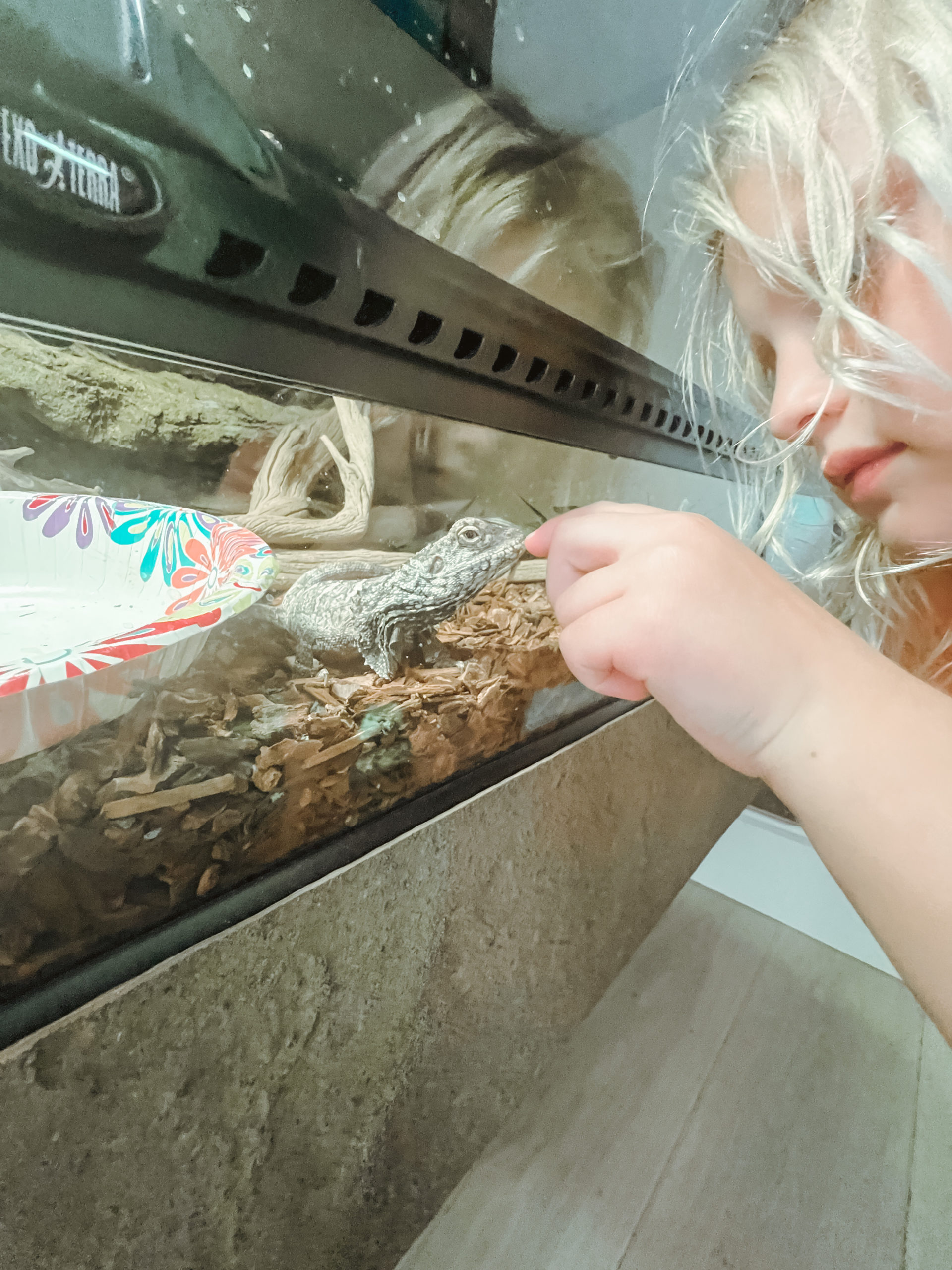 Casey Wiegand reptile room setup ideas