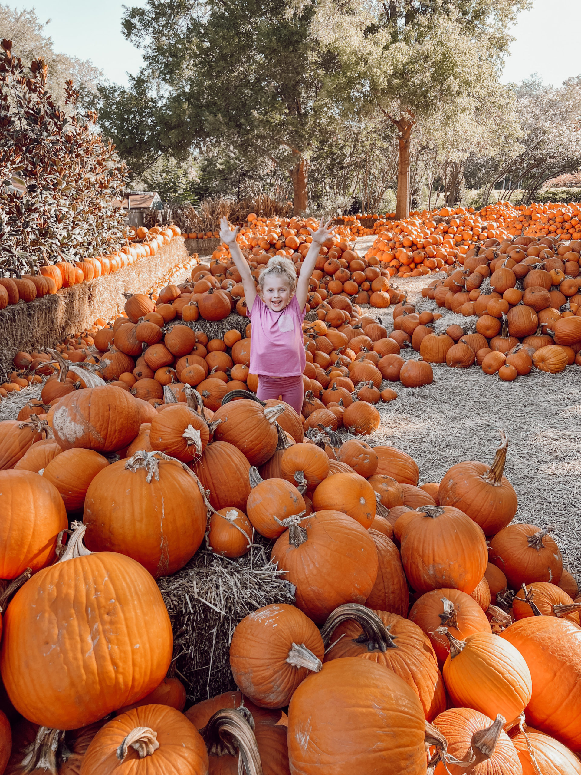 Casey Wiegand pumpkin patch aesthetic