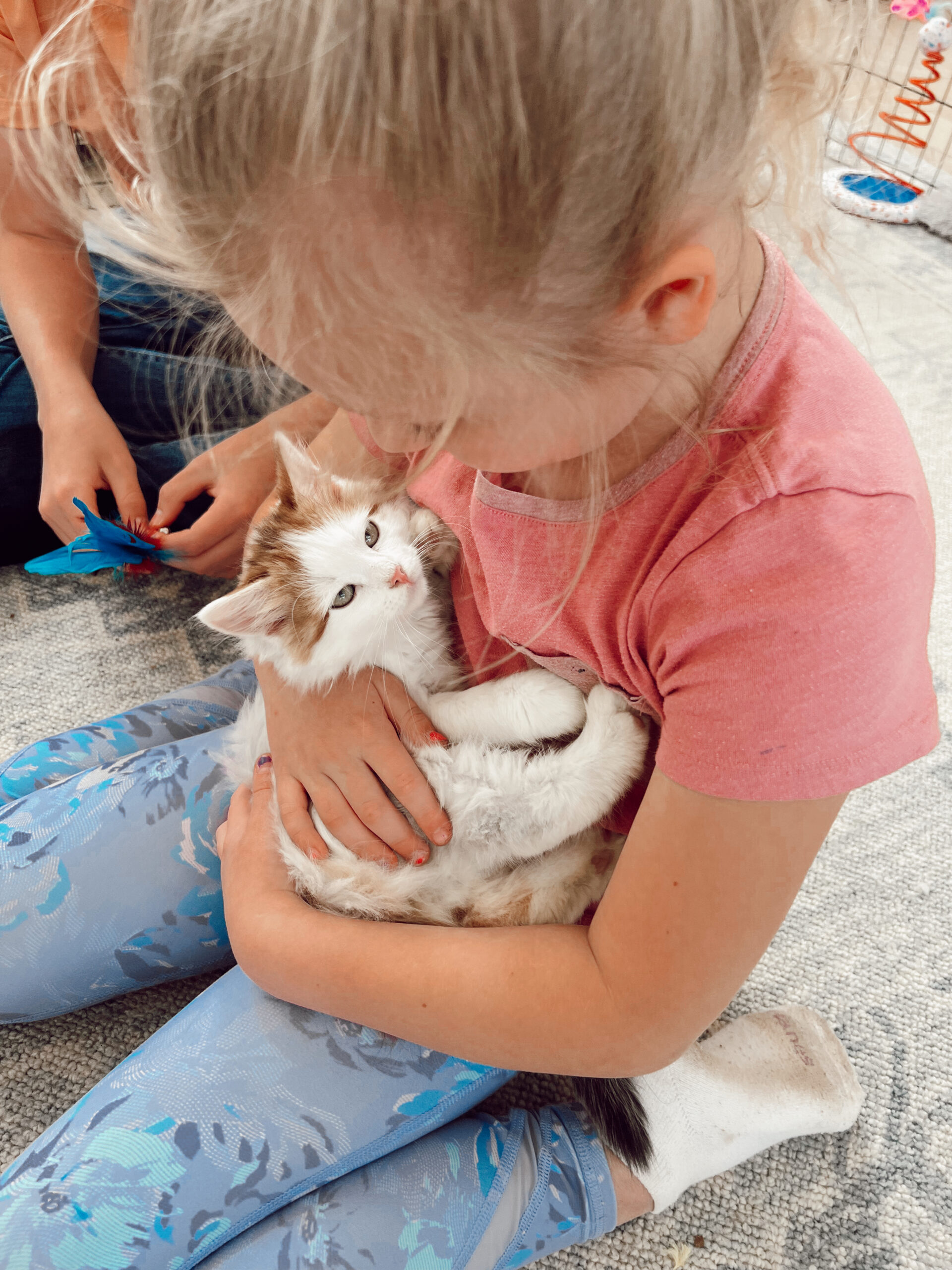 Casey Wiegand new kitten supplies