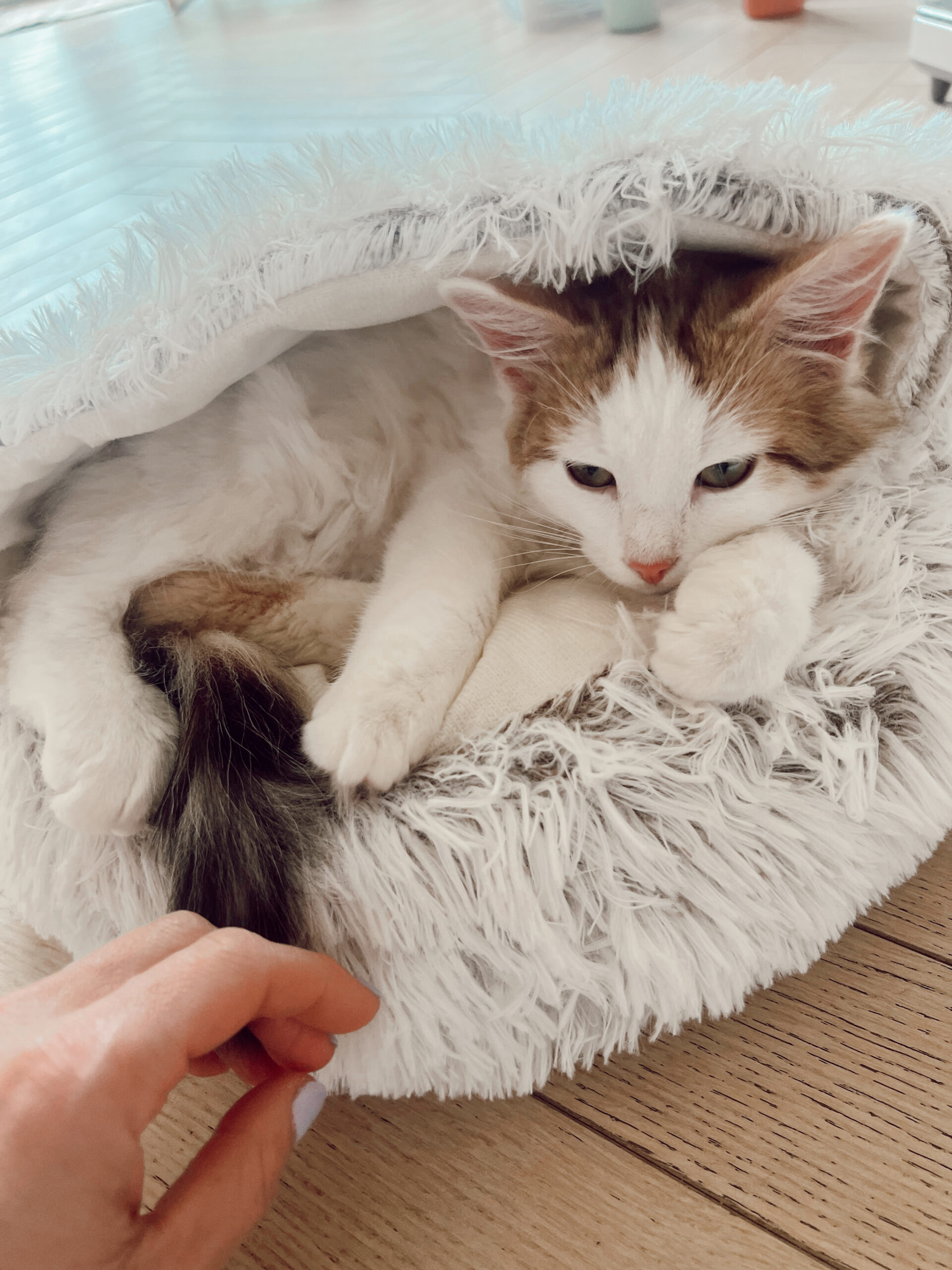 Casey Wiegand amazon pet must haves 6