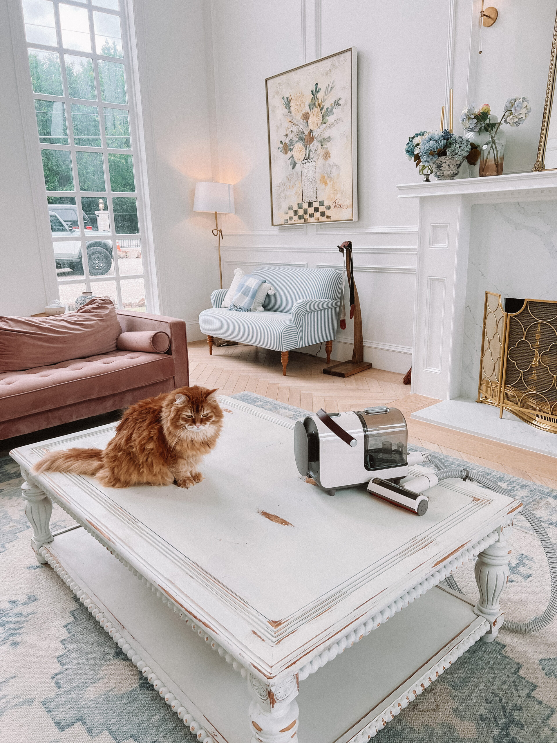 amazon pet must haves casey wiegand 1
