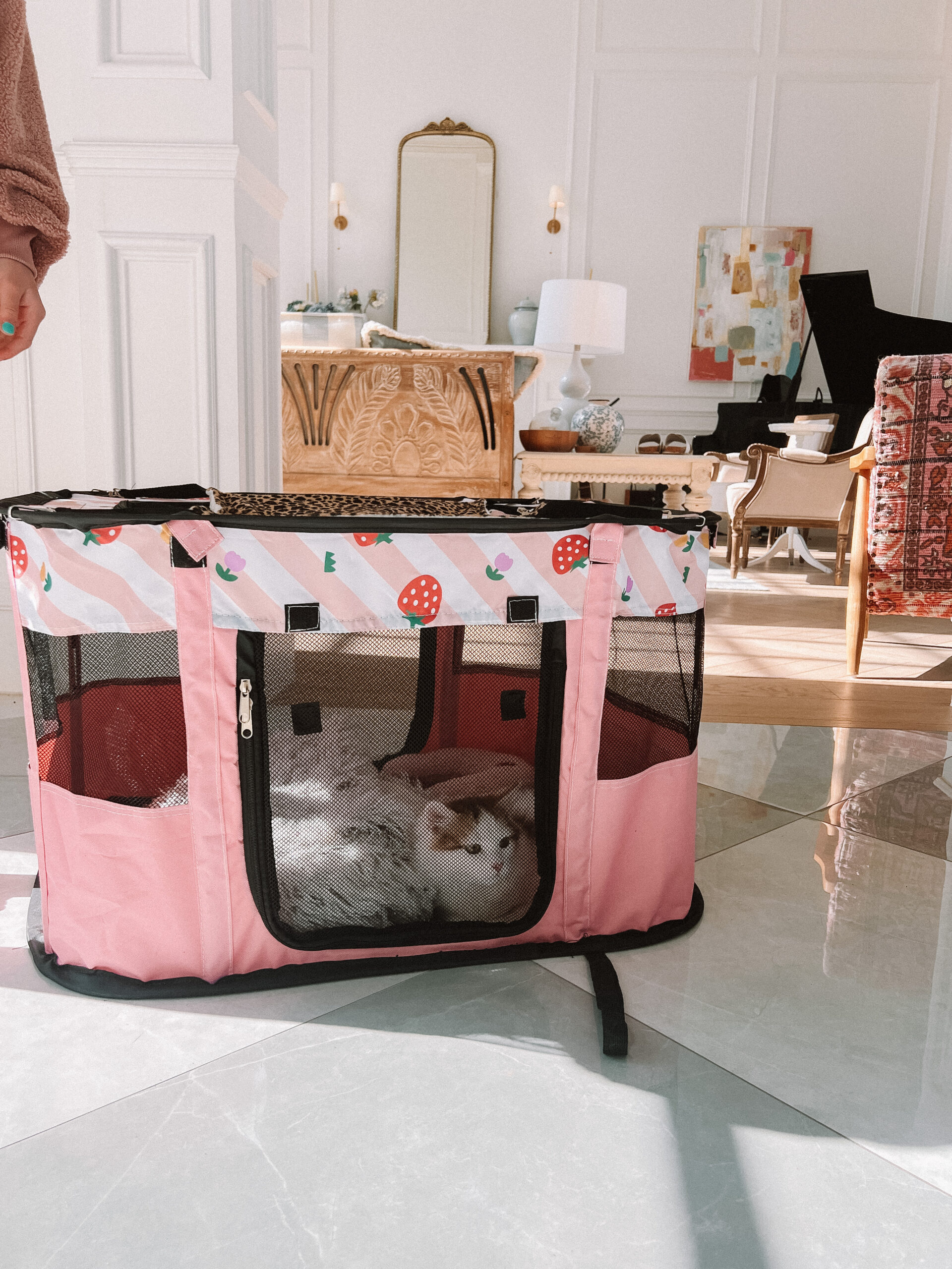 amazon pet must haves casey wiegand 2