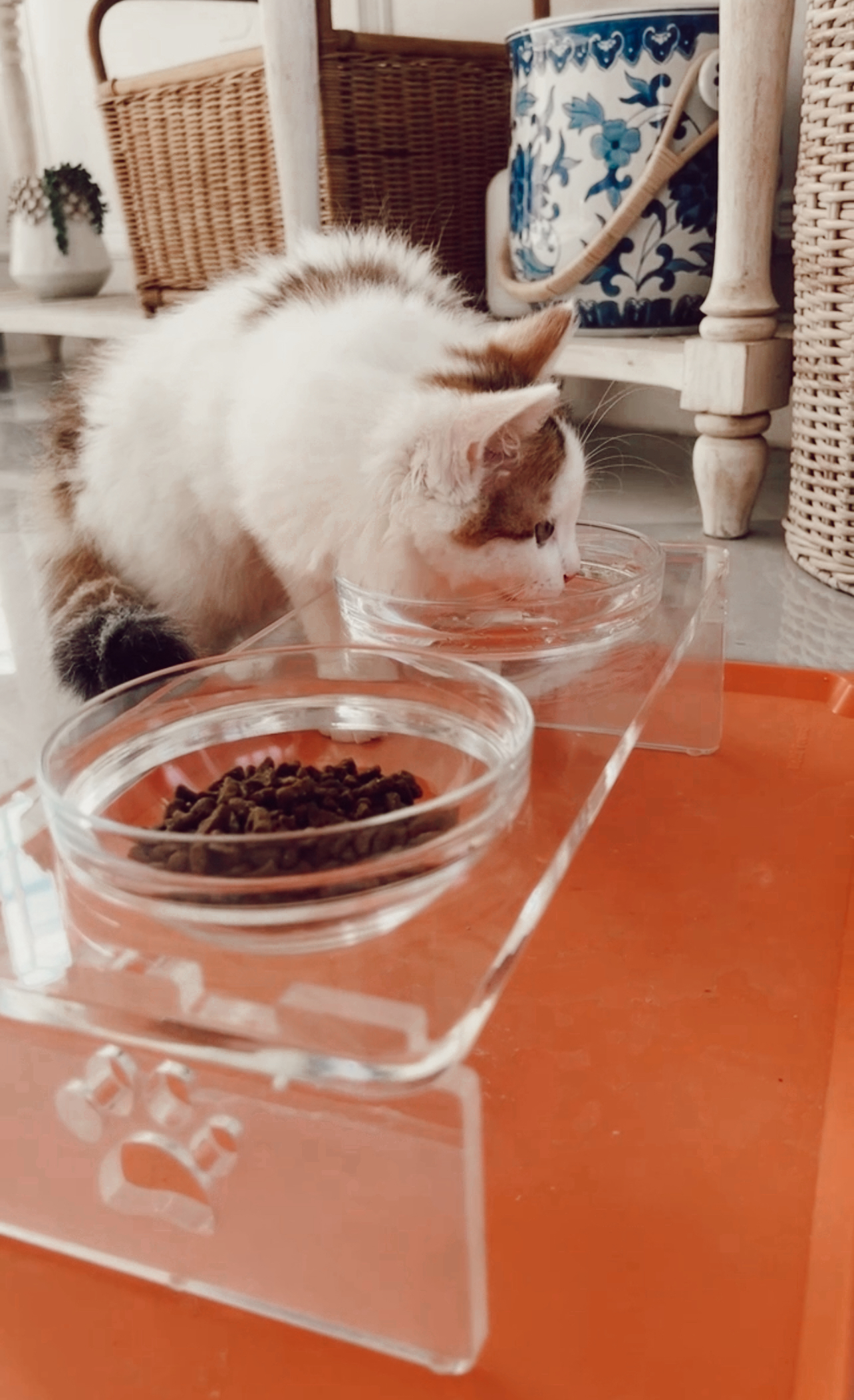 amazon pet must haves casey wiegand
