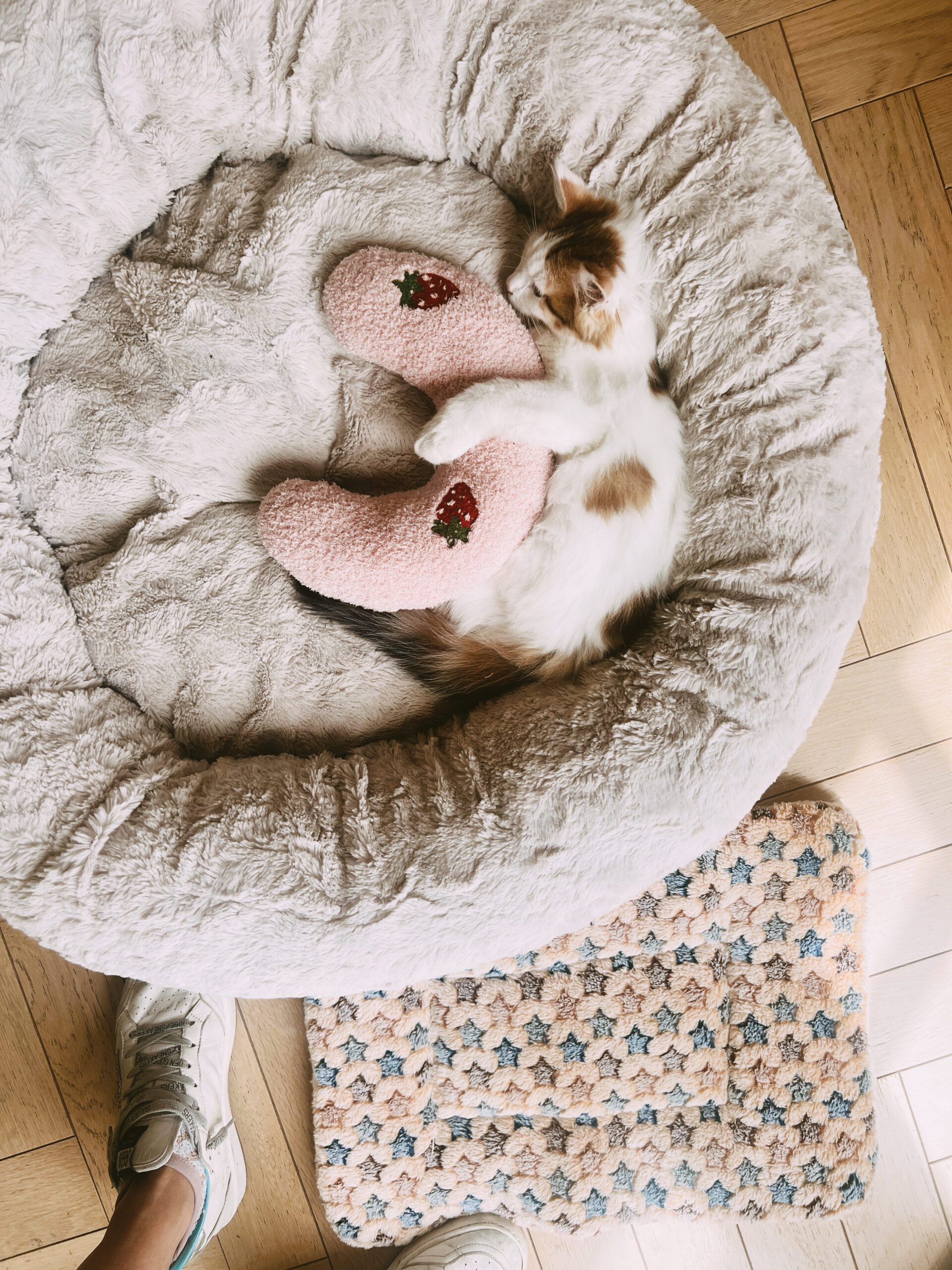 casey wiegand amazon pet must haves 9